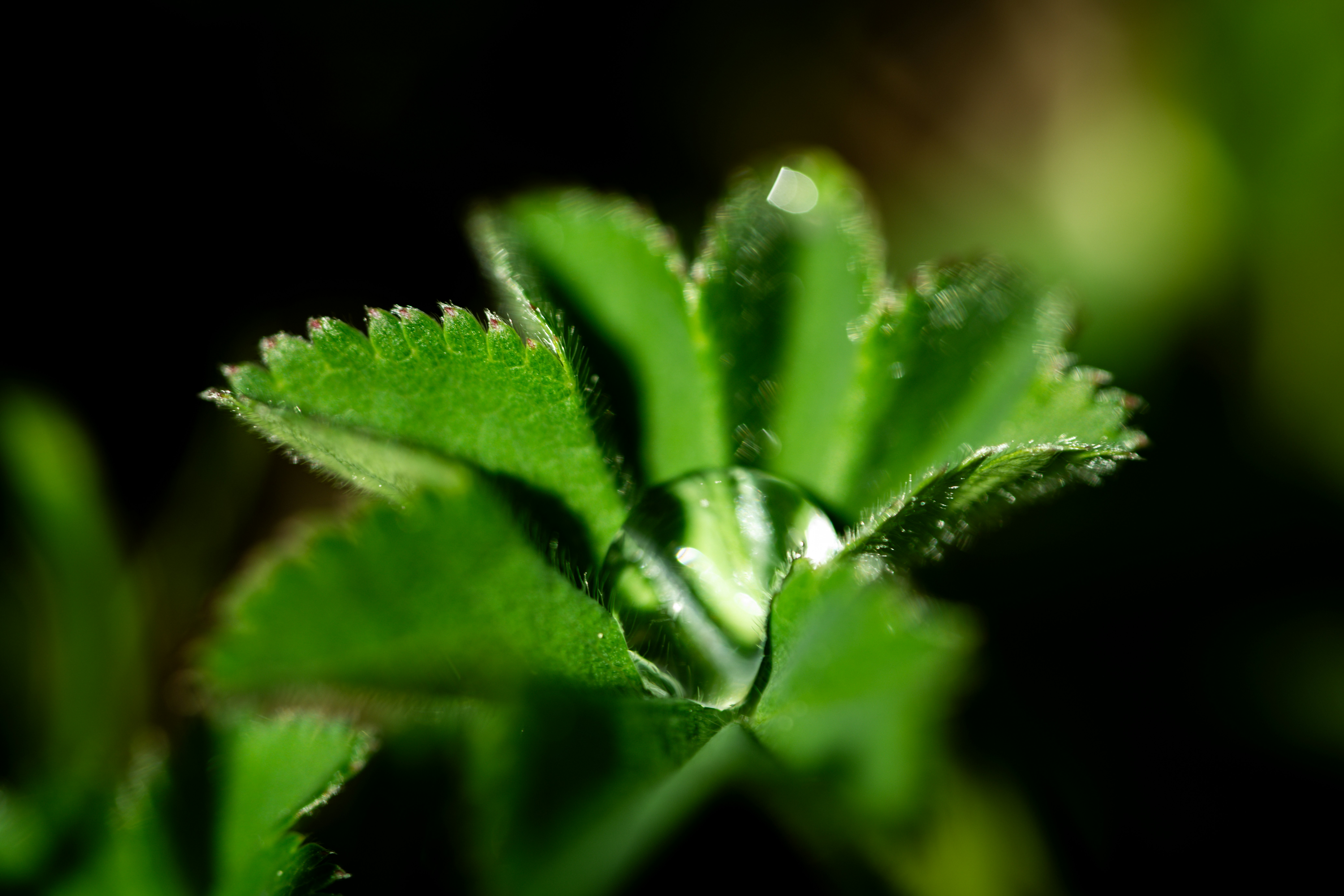 A water droplet on a green leaf.